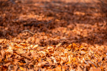 Autumn in park and forest