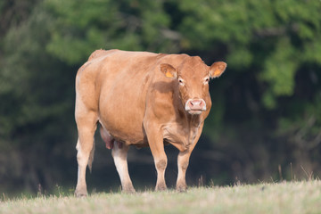Cow from French Limousin