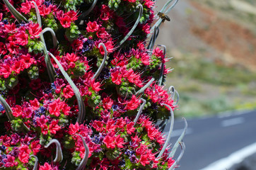Close up of beautiful flower Tajinaste (Echium wildpretii) in Teide, Tenerife,  Spain. Copy space.