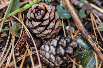 Fallen pinecone