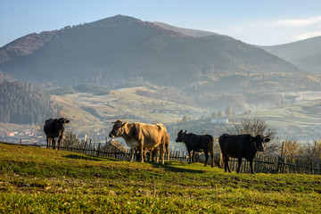 few cows on hillside meadow in mountains