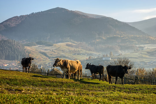 few cows on hillside meadow in mountains