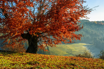 Obrazy na Szkle  czerwone drzewo przed świerkowym lasem we mgle