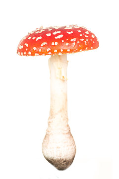 Total view of a red and white fly agaric toadstool isolated on a white background