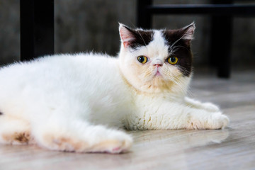 Cat looking in close up