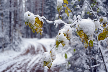 First snow in the forest