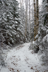 First snow in the forest