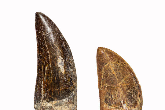 Denti fossili di dinosauro teropode Charcharodontosauro