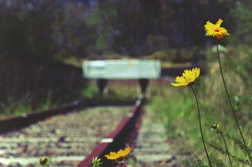Flowers and weeds at the end of an abandoned old railway line. Selective focus, retro toned.