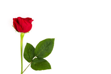 Red roses isolated on white background

