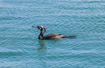 European shag bird