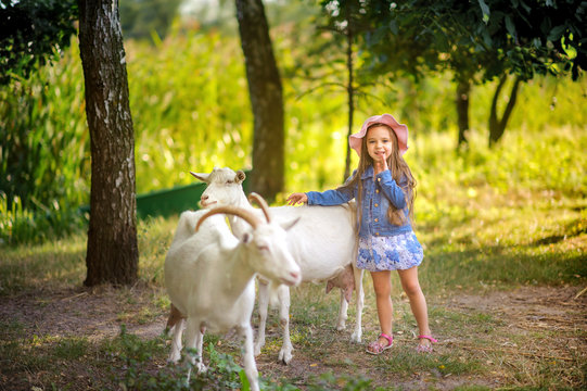 girl feeds goats