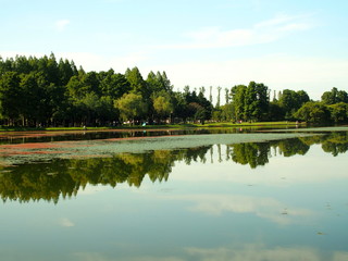 Fototapeta na wymiar 公園の池と林風景