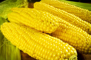 Ripe golden sweet corn