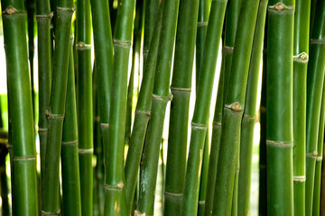 Gros plan sur le tronc de bambou vert en forêt