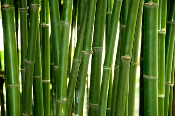 Photo sur Plexiglas Bambou Gros plan sur le tronc de bambou vert en forêt