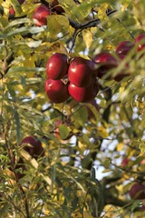 beautiful autumn colors on the leaves