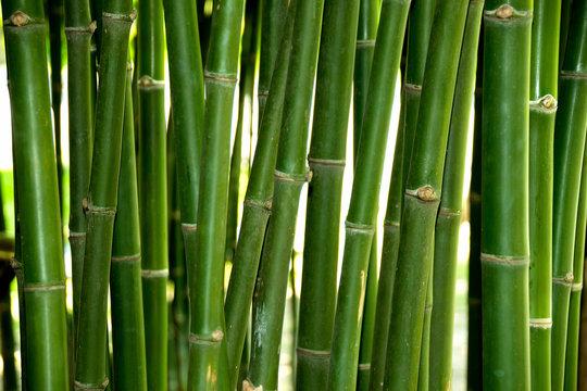 Close up Green Bamboo trunk in forest