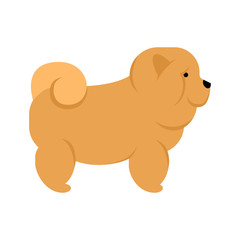 Chow chow dog. Isolated purebred dog standing on white background.