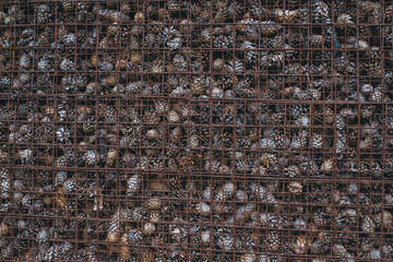 wall of spruce cones