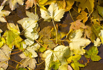 Top view of a wet autumn leaves