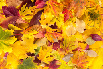 Naklejka na ściany i meble Autumn fall various colored leaves background