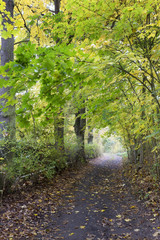 Naklejka premium Beautiful autumn Forest in south Bohemia, Czech Republic