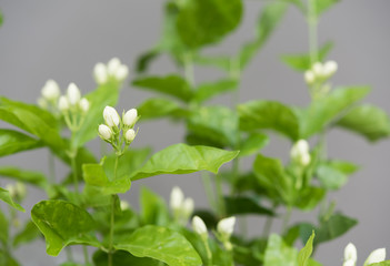 Jasmine flowers and tree over grey background,soft focus