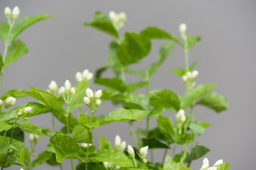 Obraz premium Jasmine flowers and tree over grey background,soft focus