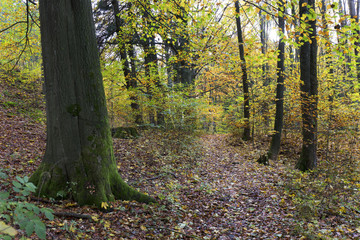 Beautiful autumn Forest in south Bohemia, Czech Republic