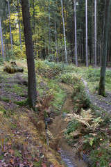 Beautiful autumn Forest in south Bohemia, Czech Republic