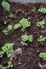 Home organic vegetables growing in local garden