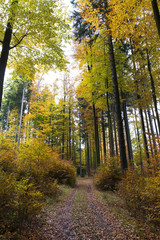 Beautiful autumn Forest in south Bohemia, Czech Republic