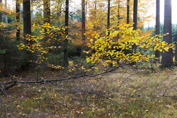 Beautiful autumn Forest in south Bohemia, Czech Republic
