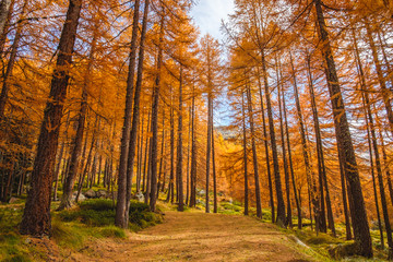 Tall trees forest, autumn orange colors, Aosta Valley, italian apls, Italy