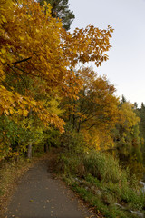 Beautiful autumn Forest in south Bohemia, Czech Republic