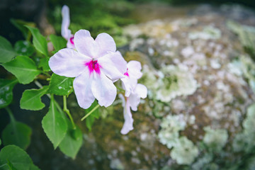 flowers in the garden, Background