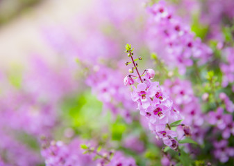 Fototapeta premium Beautiful background, Pink flowers in the Garden