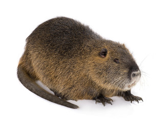 Coypu (Myocastor coypus) © fotomaster