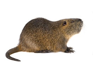 Coypu (Myocastor coypus)