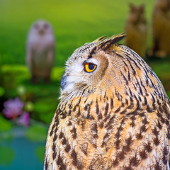 owl