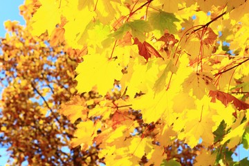 Naklejka na ściany i meble Yellow leaves in fall 