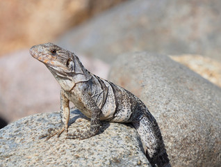 Extreme Depth of Field Photo of Young Iguana