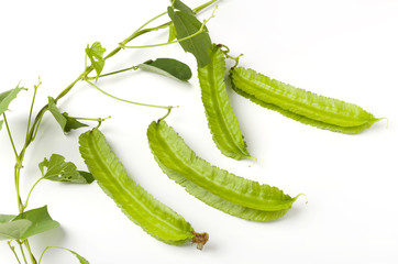 シカクマメ（ウリズンマメ）