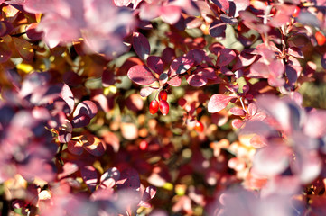 Red barberry berries on the tree.