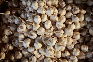 garlic Thailand