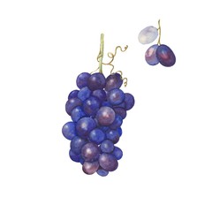 Grapes. Watercolor painting. Handmade drawing. Isolated on white