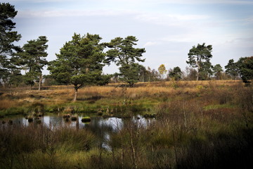 Moorlandschaft