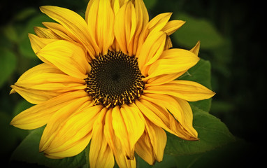 Sonnenblume Makro