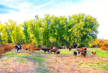 Herd of cows in the meadow